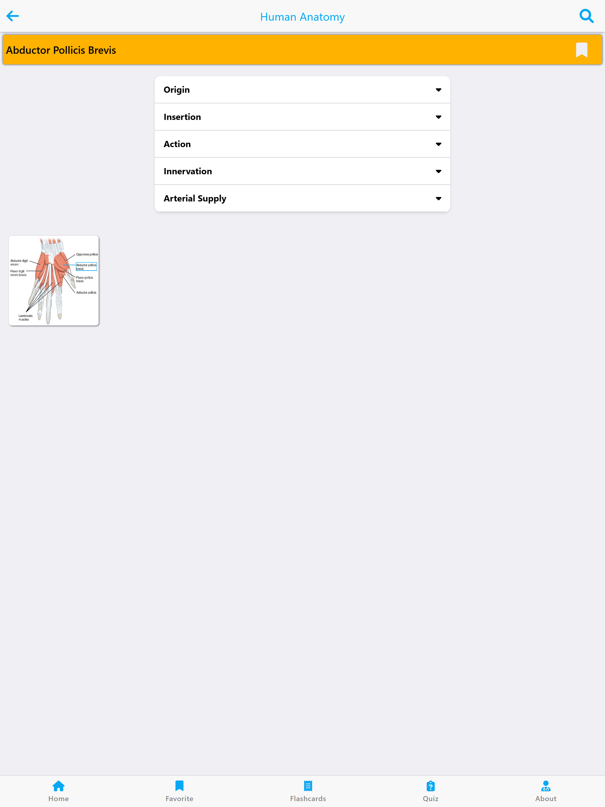 Learn Muscles Anatomy