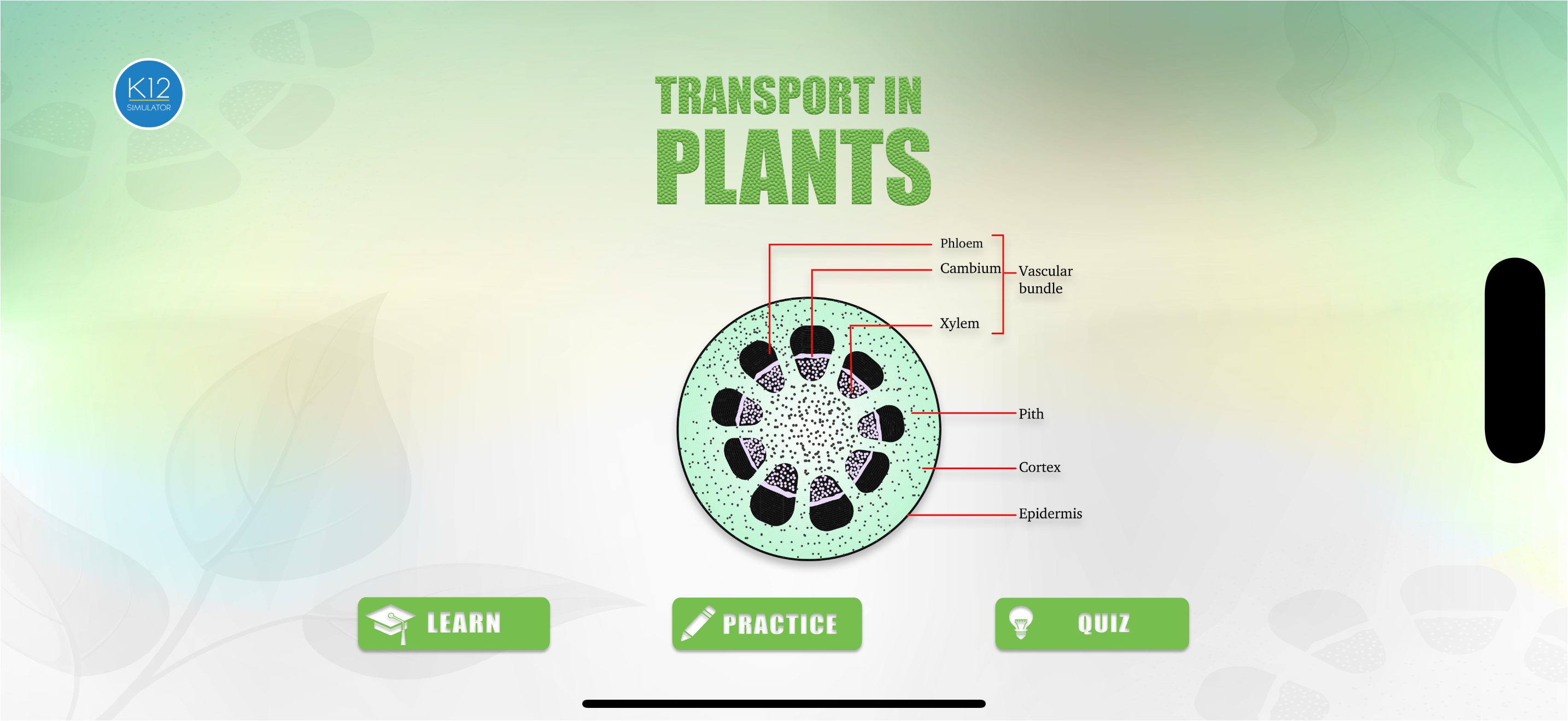 Transport in Plants Biology