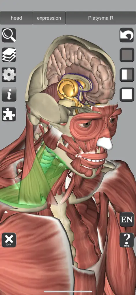 3D Bones and Muscles (Anatomy) - Medical App | MWM