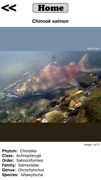 Fish Sorter Screenshot
