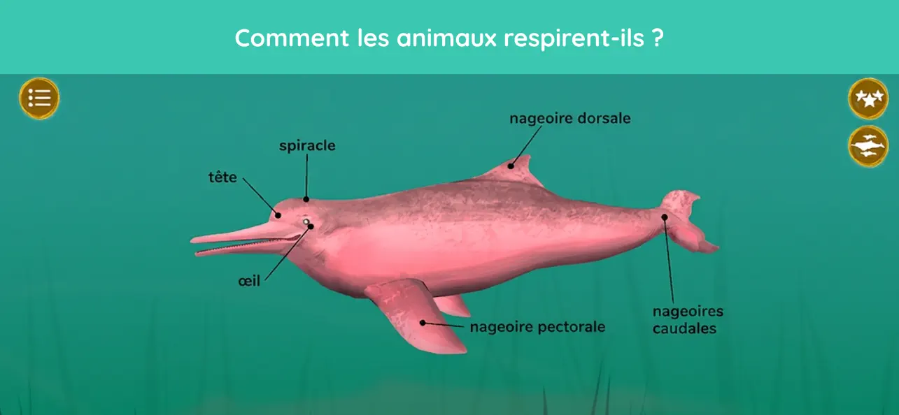 Screenshot #3 pour Comment sont les animaux ?