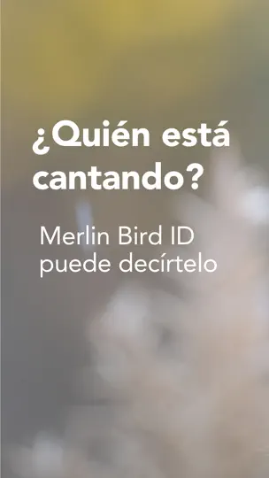 Captura de pantalla de Merlin Bird ID Por Cornell Lab en iPhone 1
