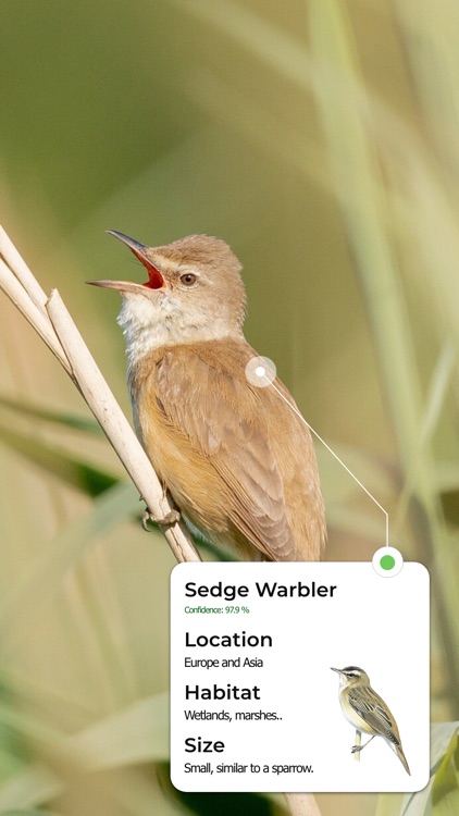 Bird Call Identifier - Bird ID