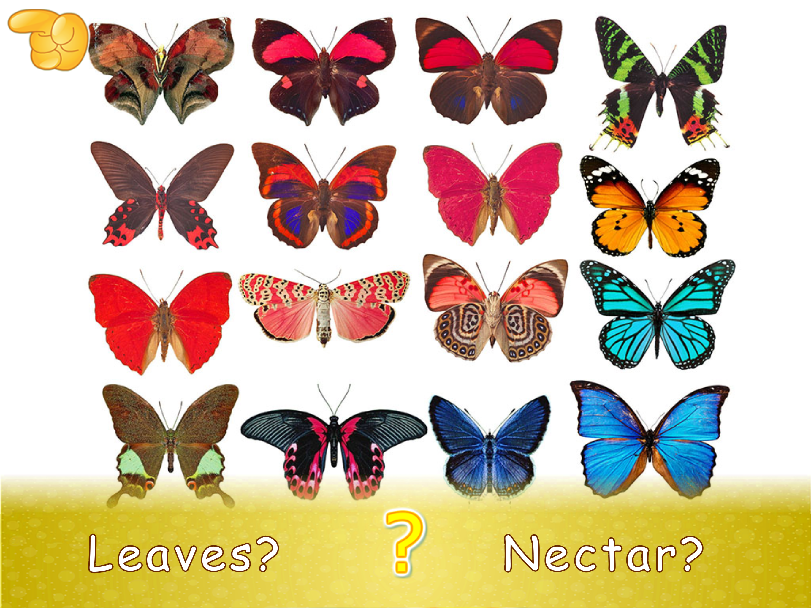 Animal picture games for kids. screenshot 12