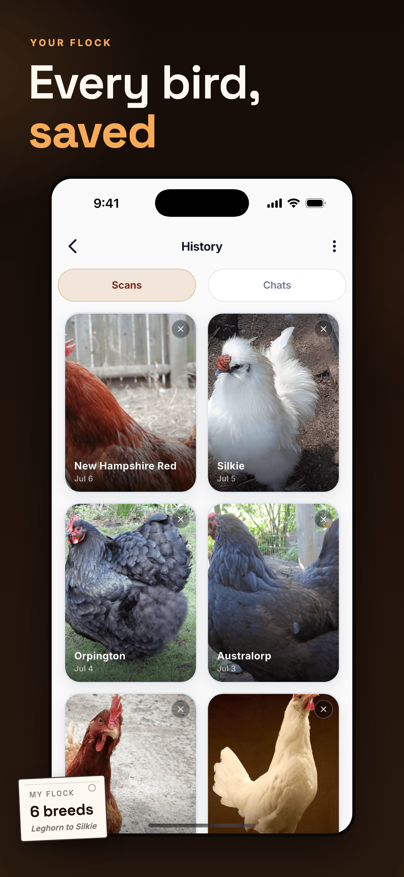 Chicken Identifier: Breed ID screenshot 3