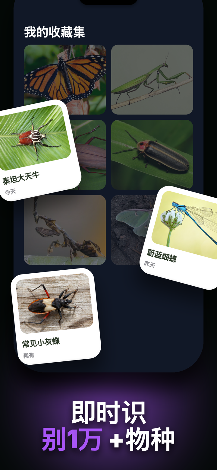 昆虫识别: 蜘蛛与咬伤 screenshot 4