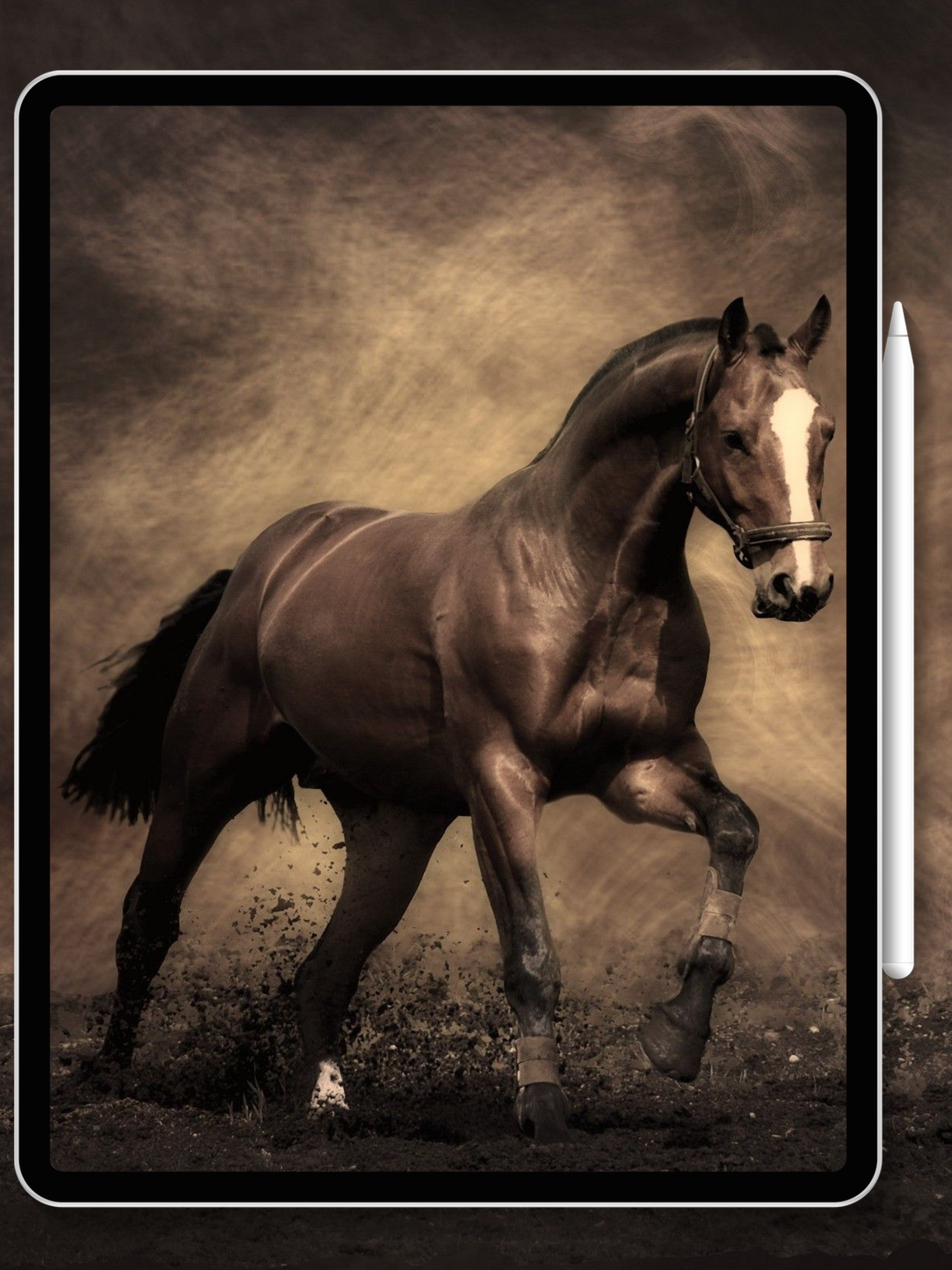 Equestrian App