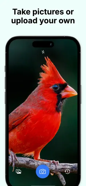 Bird Identifier - Birding ID screenshot 4