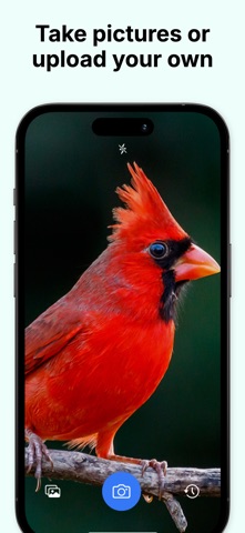Bird Identifier - Birding ID screenshot