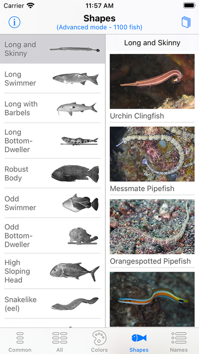 Philippines Fish ID Screenshot