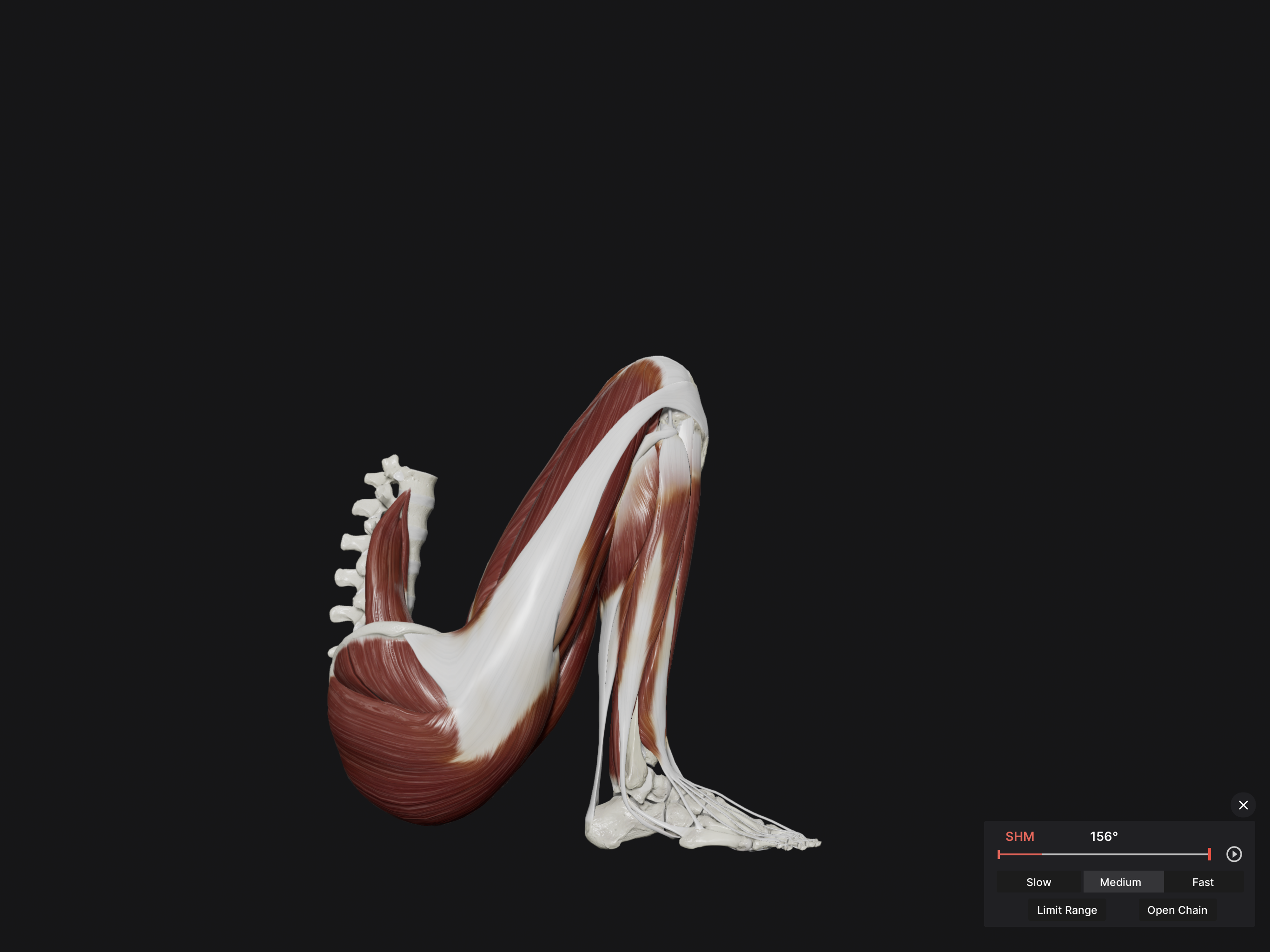 Knee Biomechanics