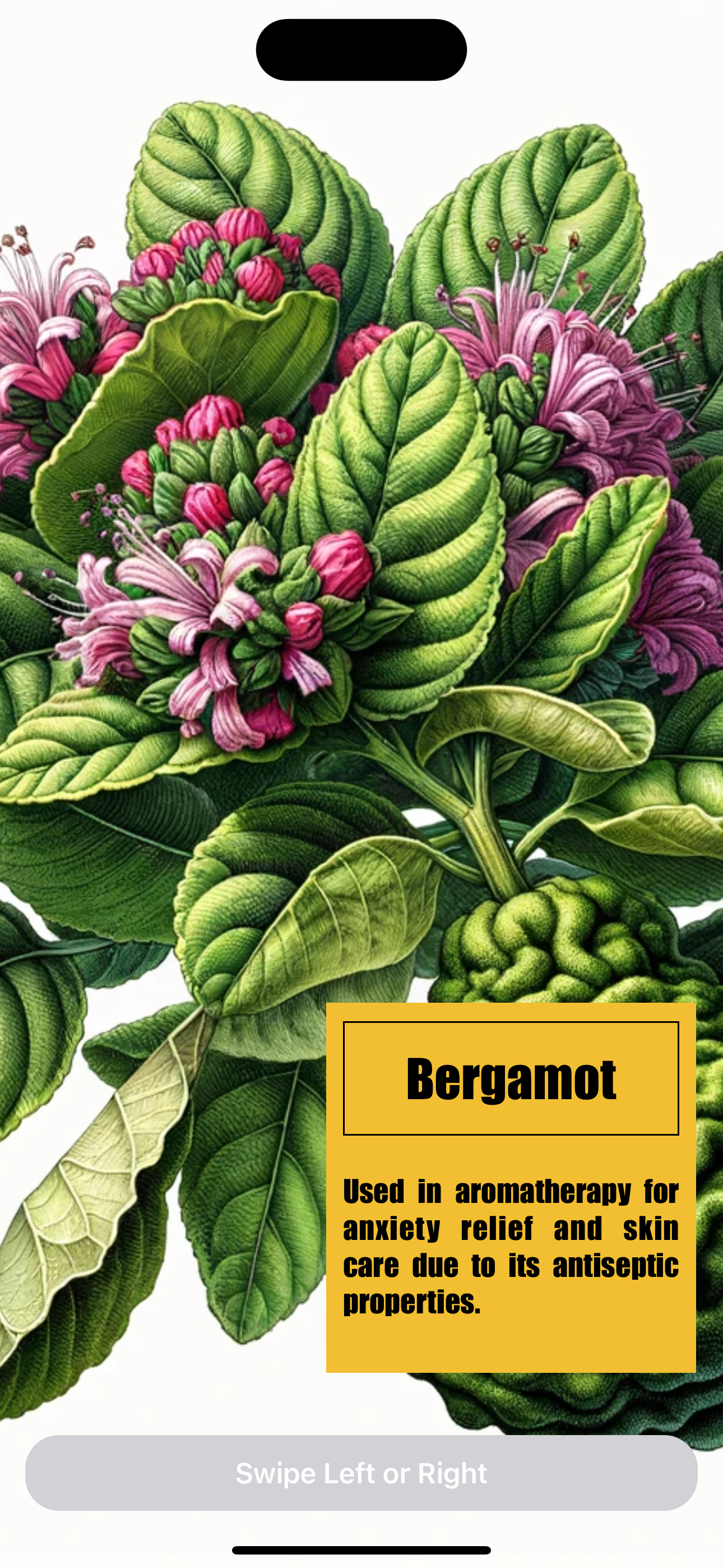 Herbs Atlas
