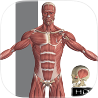 Visual Anatomy