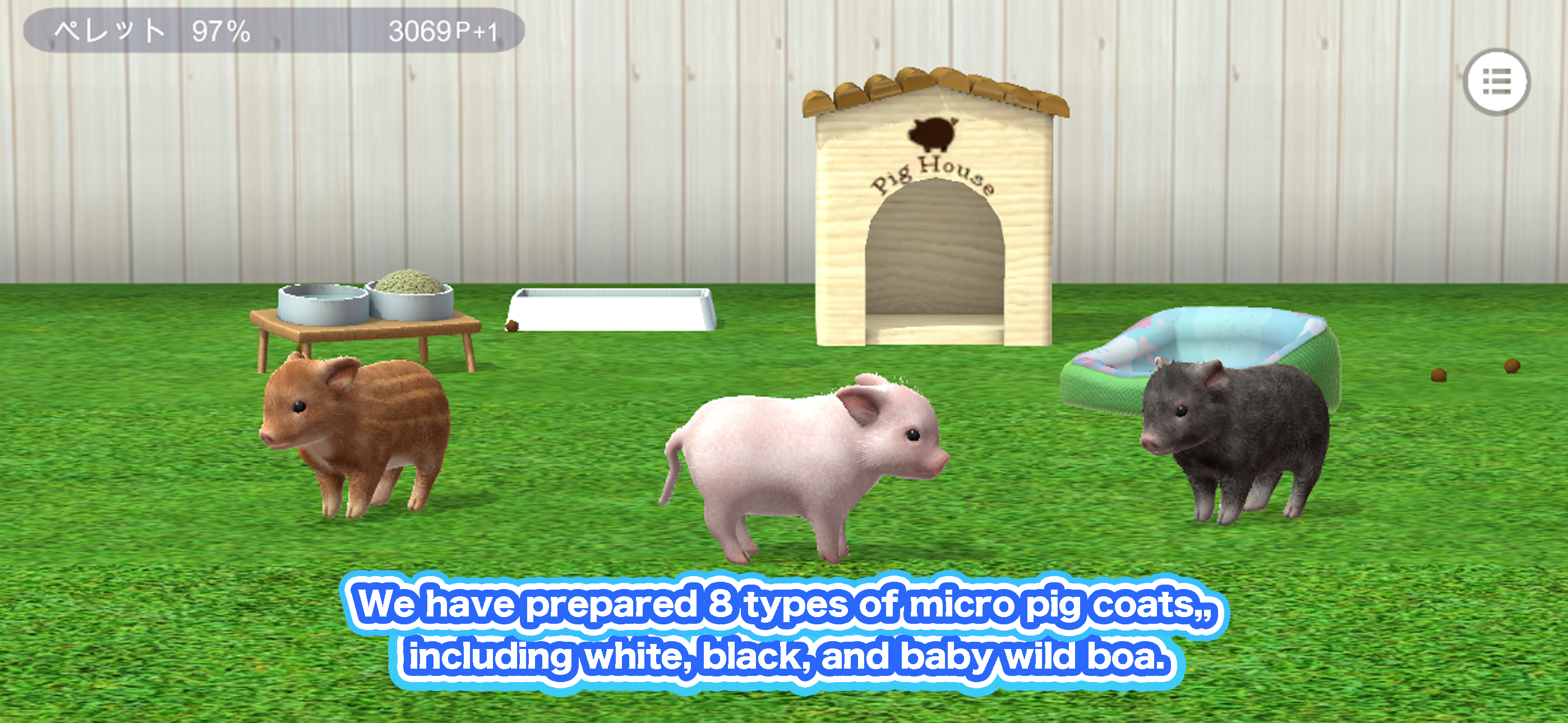 My micro pig