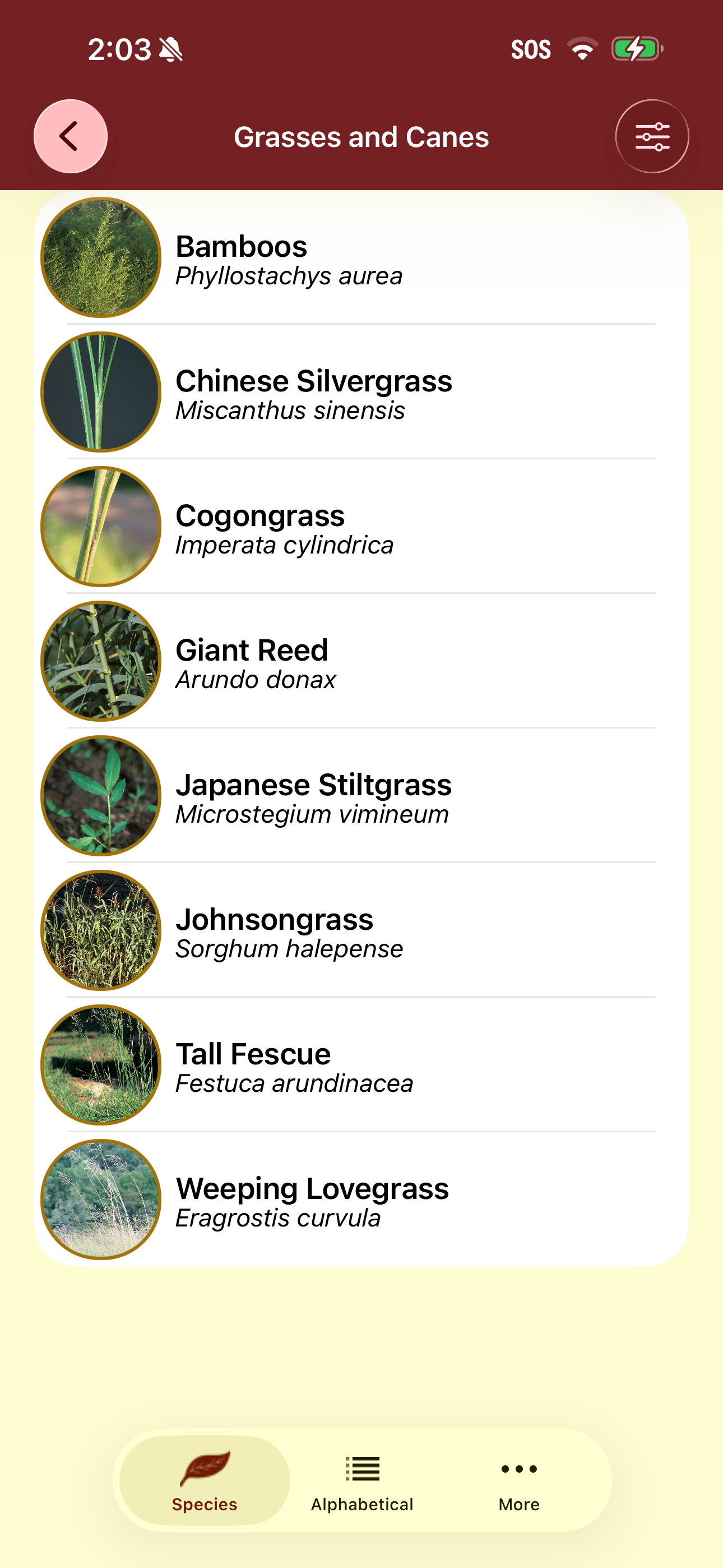 Invasives in Southern Forests