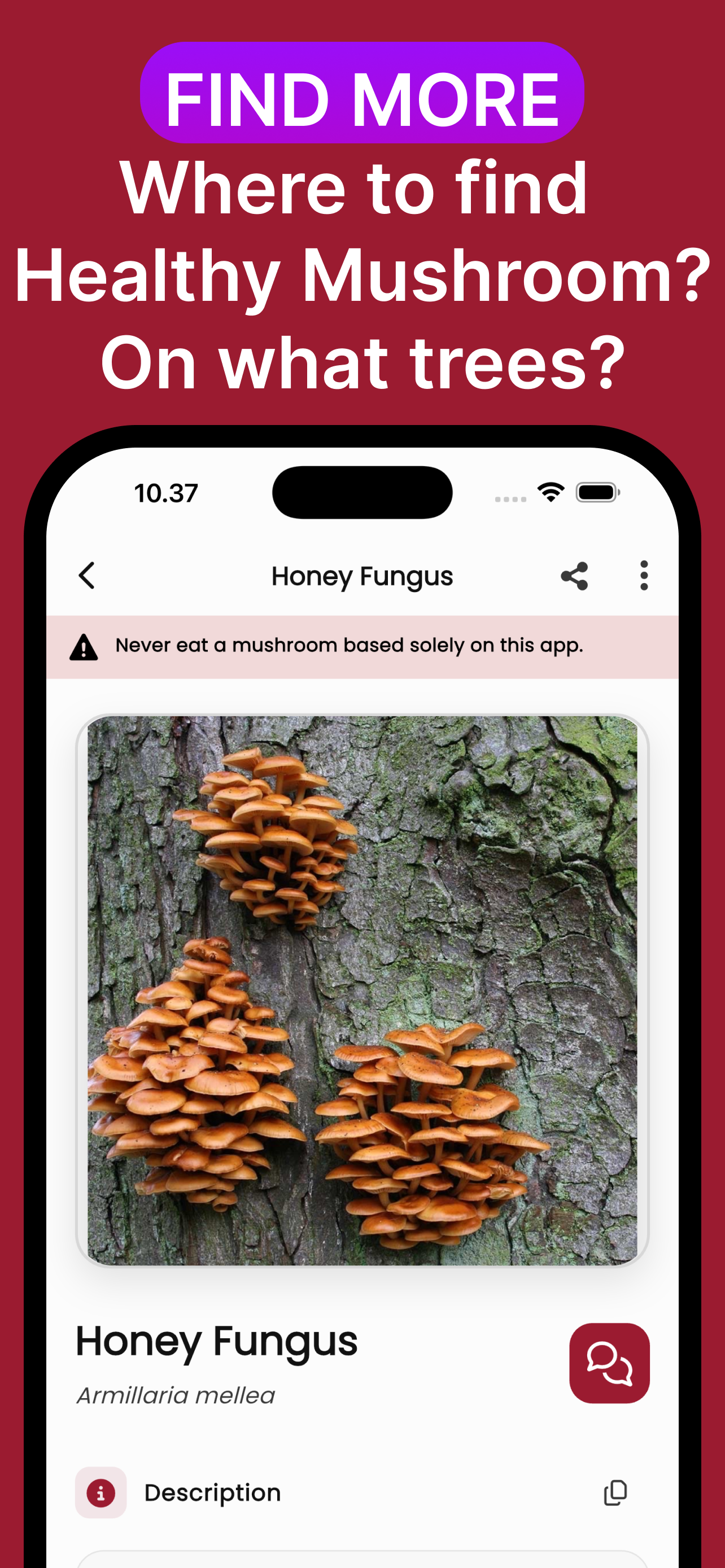 Mushroom ID: AI Identifier screenshot 4