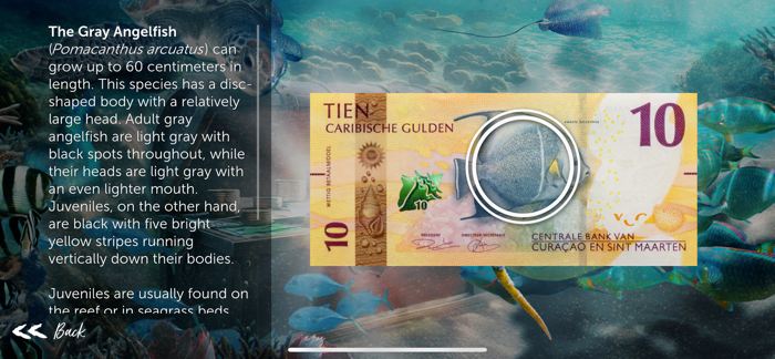 My Caribbean Guilder