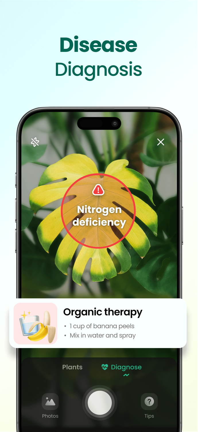 Plant Easy Plants  Garden