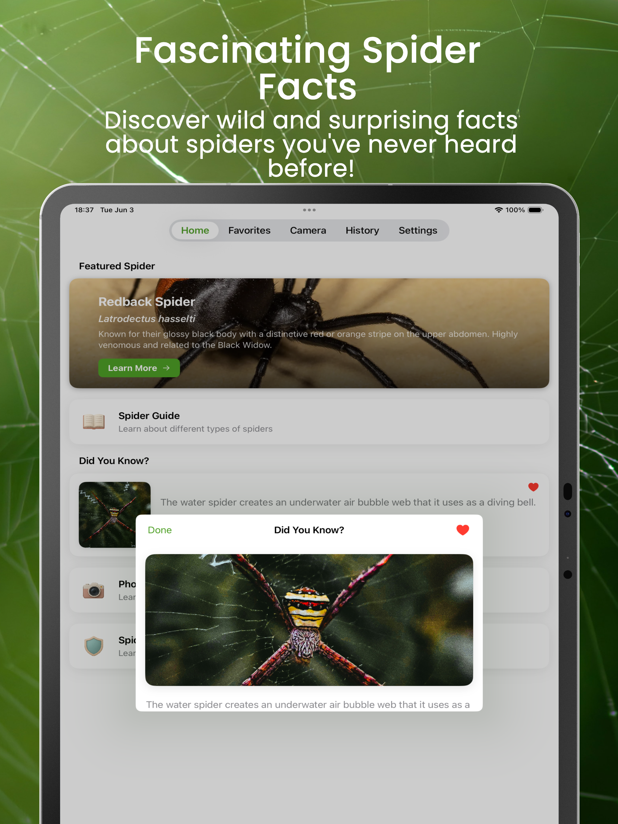 Spider Identifier - by picture