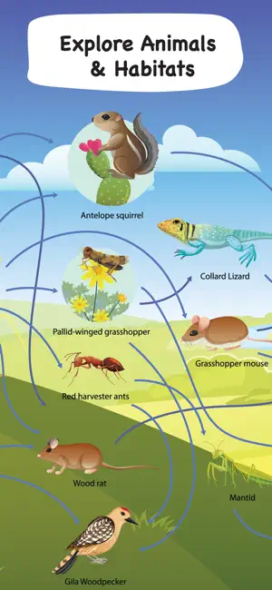 Learn Food Chain: Food Web Kid screenshot 3