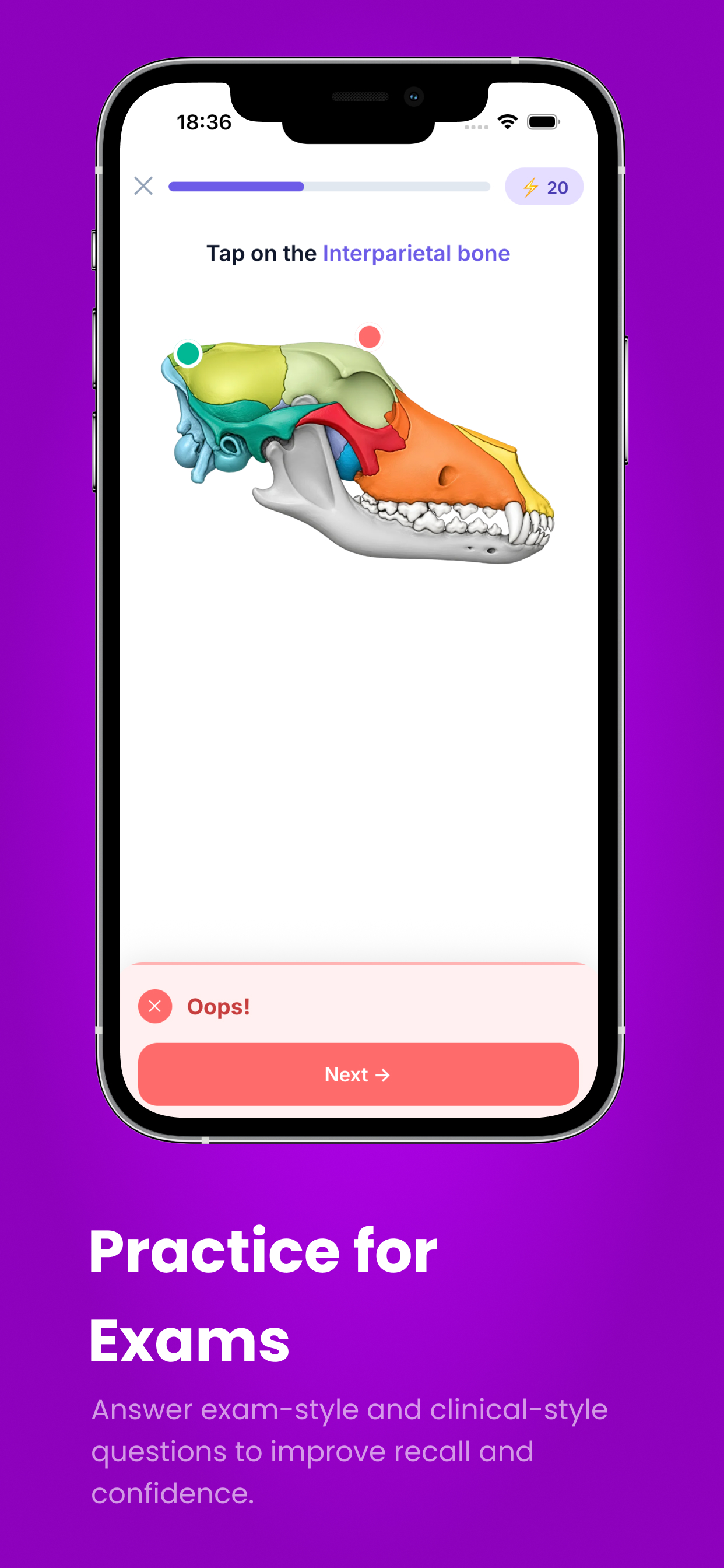 Bivia: Veterinary Anatomy screenshot 4