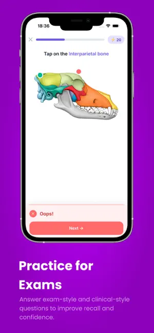 Bivia: Veterinary Anatomy screenshot 4