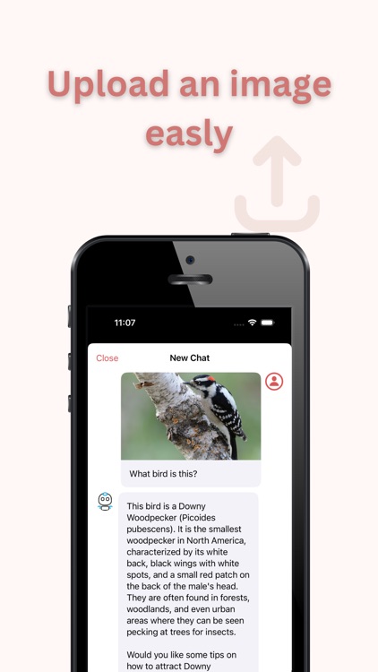 Bird Identifier: AI Scanner