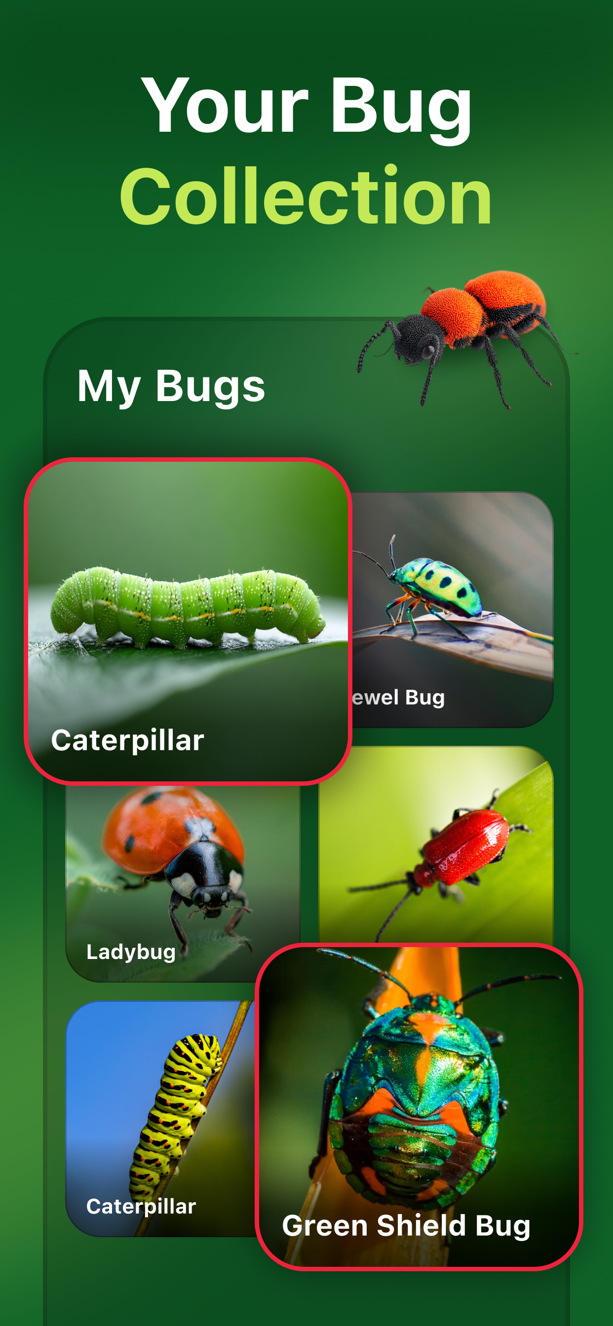 Bug+ Identifier .