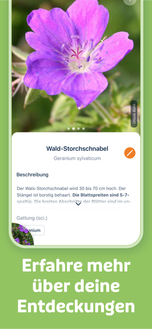 ‎Flora Incognita Screenshot