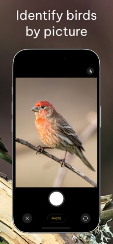 Bird Identifier: Scan by Photo screenshot