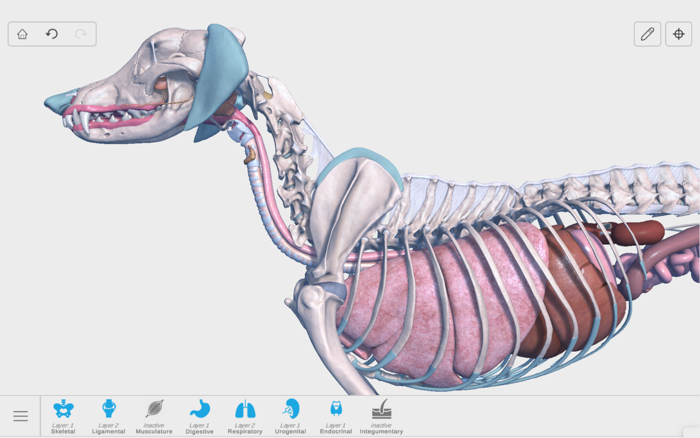 Complete Canine Anatomy 3D