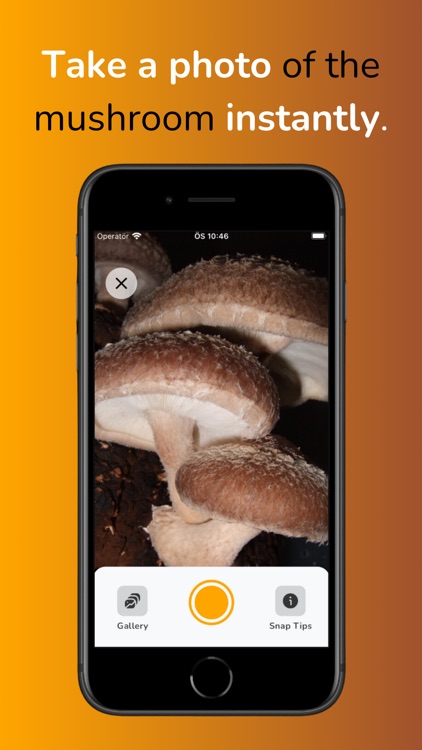 MushroomMate - Mushroom Finder