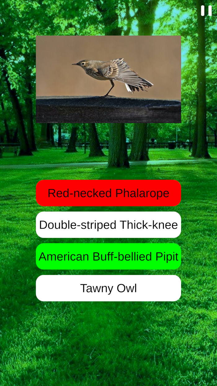 Birds Quiz and Learn