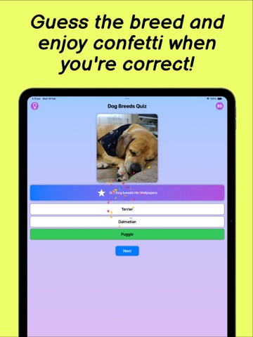 Dog Breeds Quiz iPad screenshot