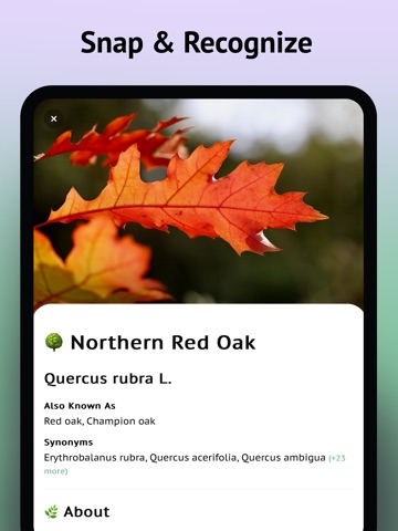 Tree Leaf Identifier iPad screenshot