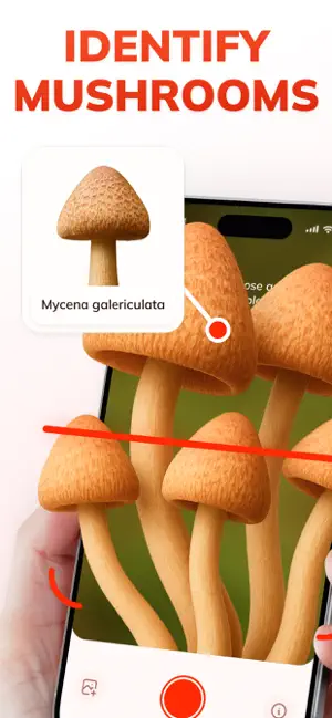 Mushroom Identifier: MushFlow screenshot 1