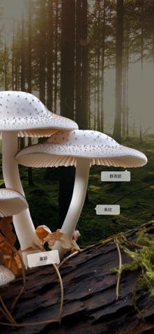 蘑菇识别器: Fungi ID screenshot