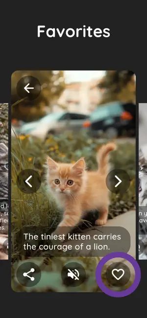 Purrity: cat photos and purr screenshot 3