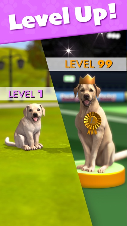 Pocket Paws: My lovely dogs