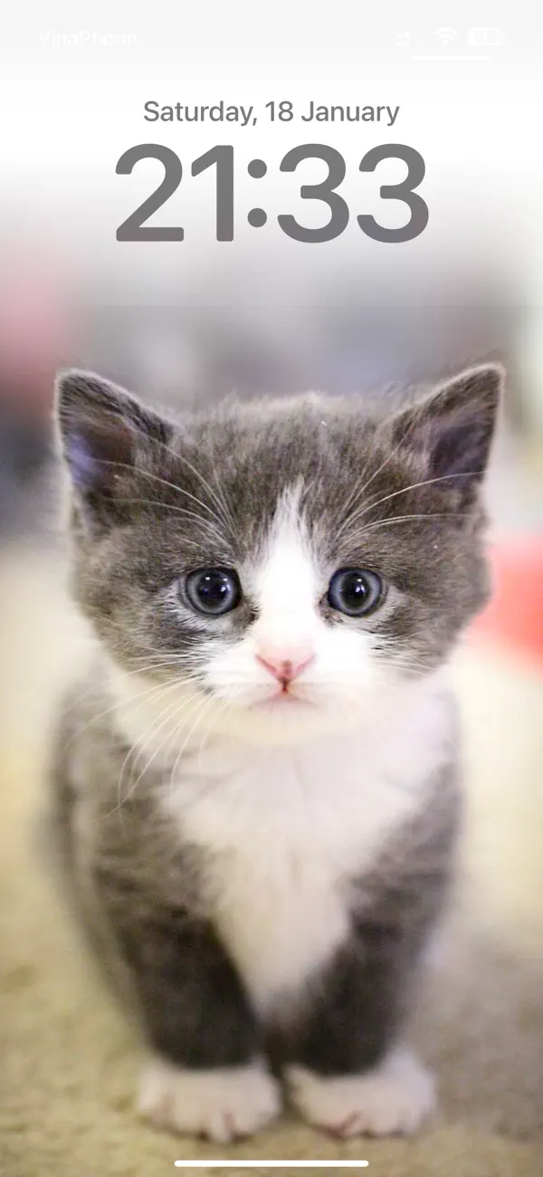 Screenshot #3 pour Cat Wallpapers Cute