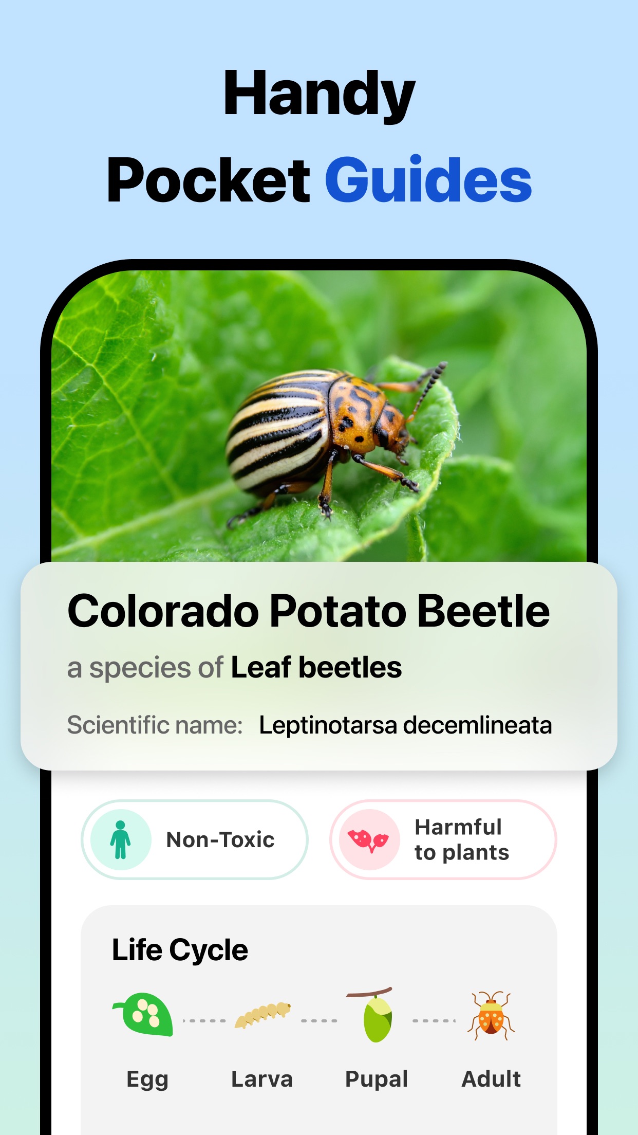 Picture Insect: Bug Identifier screenshot 4