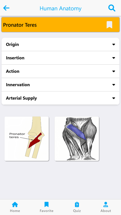 Learn Muscles Anatomy