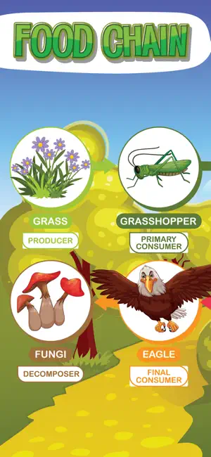 Learn Food Chain: Food Web Kid screenshot 1