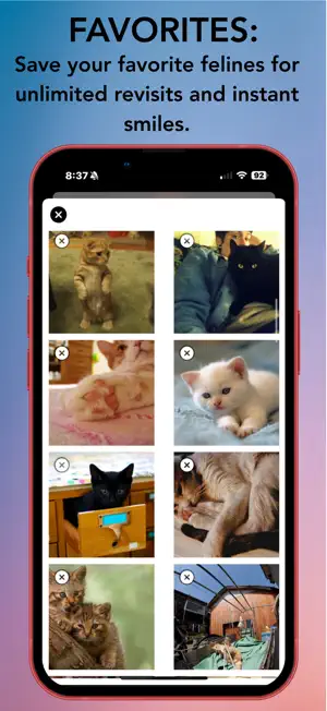 DailyCatApp screenshot 3