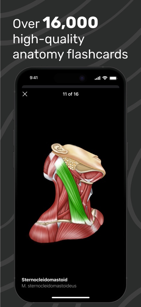 Easy Anatomy 3D - Reinforce learning with over 16,000 illustrated flashcards, presenting clear anatomical structures like the Sternocleidomastoid muscle for quick memorization.