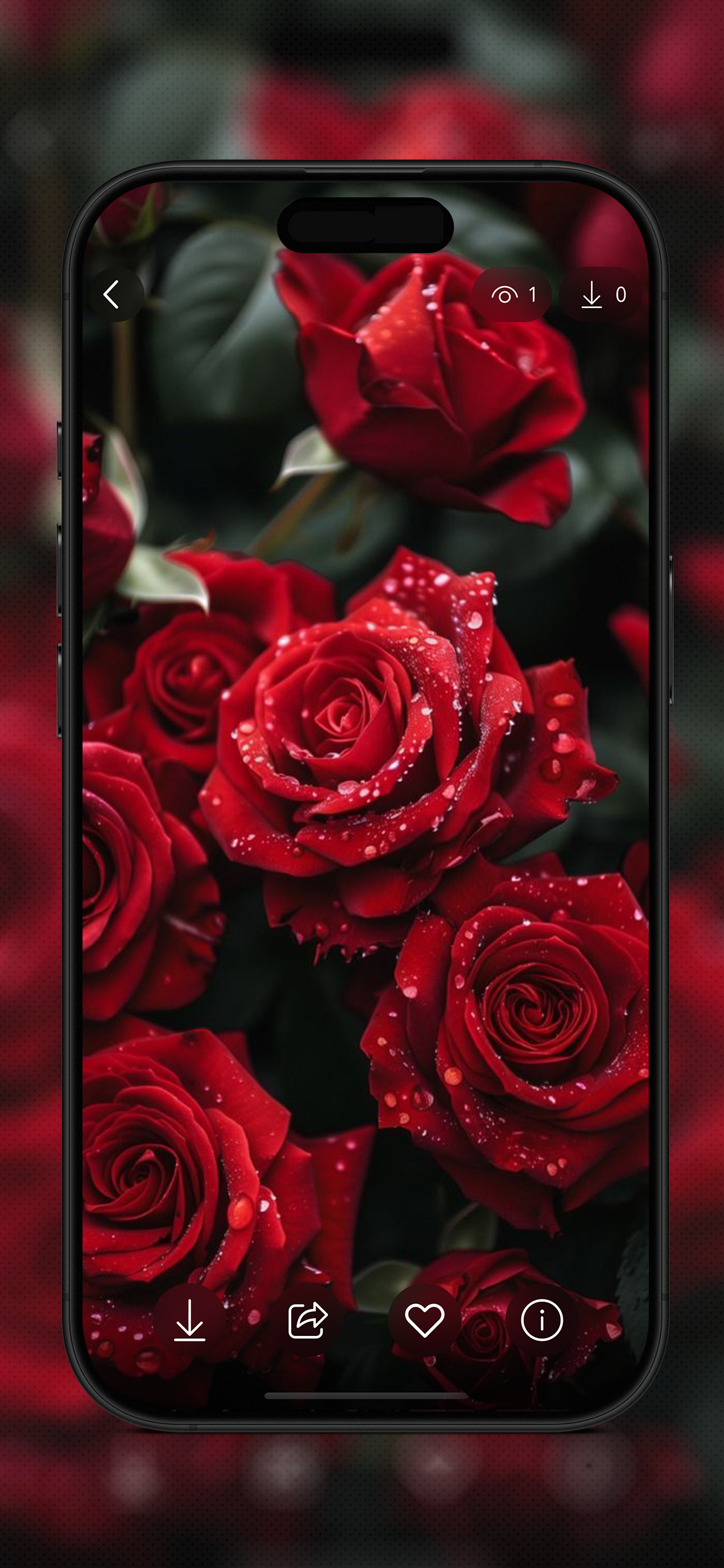 Red Rose Wallpapers Flowers