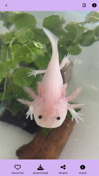 Pink Axolotl Pet :aesthetic 4k Screenshot
