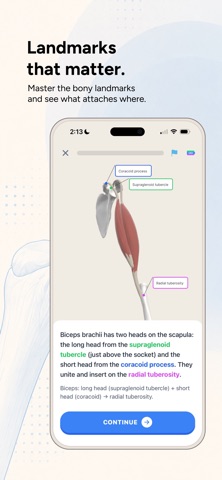 Anato - Learn Anatomy Fast Screenshot 6 of 8