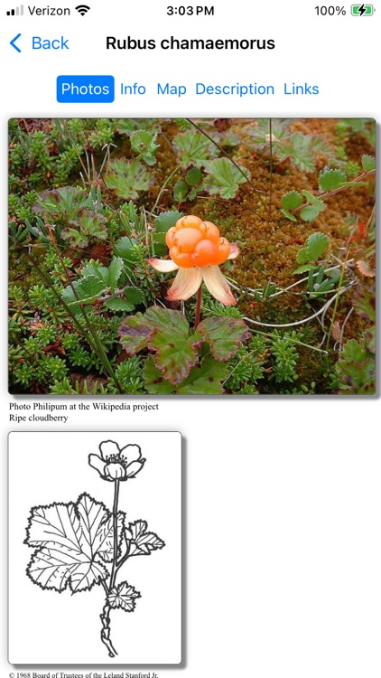 Newfoundland Wildflowers screenshot-3