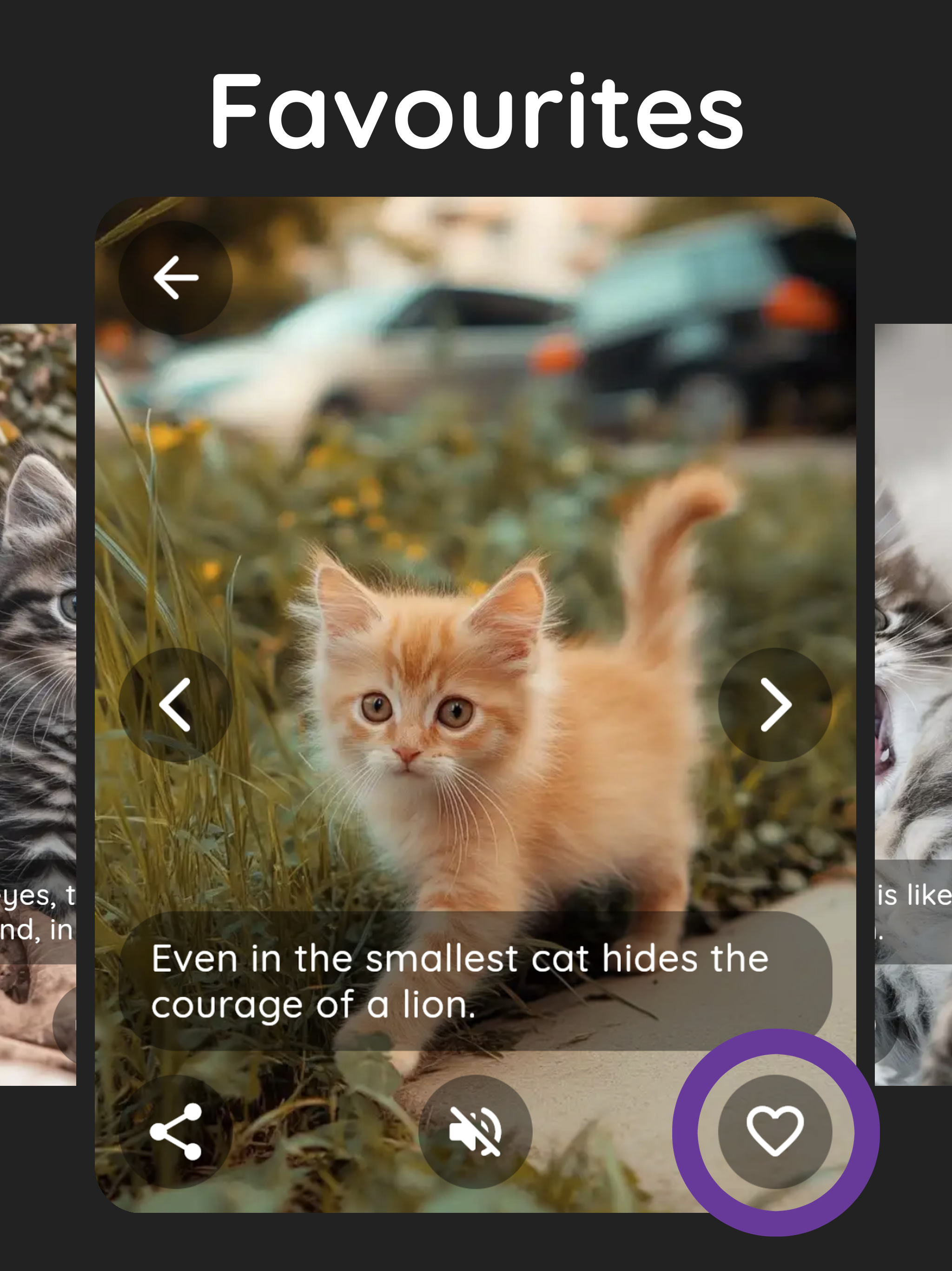 Purrity: cat photos and purr